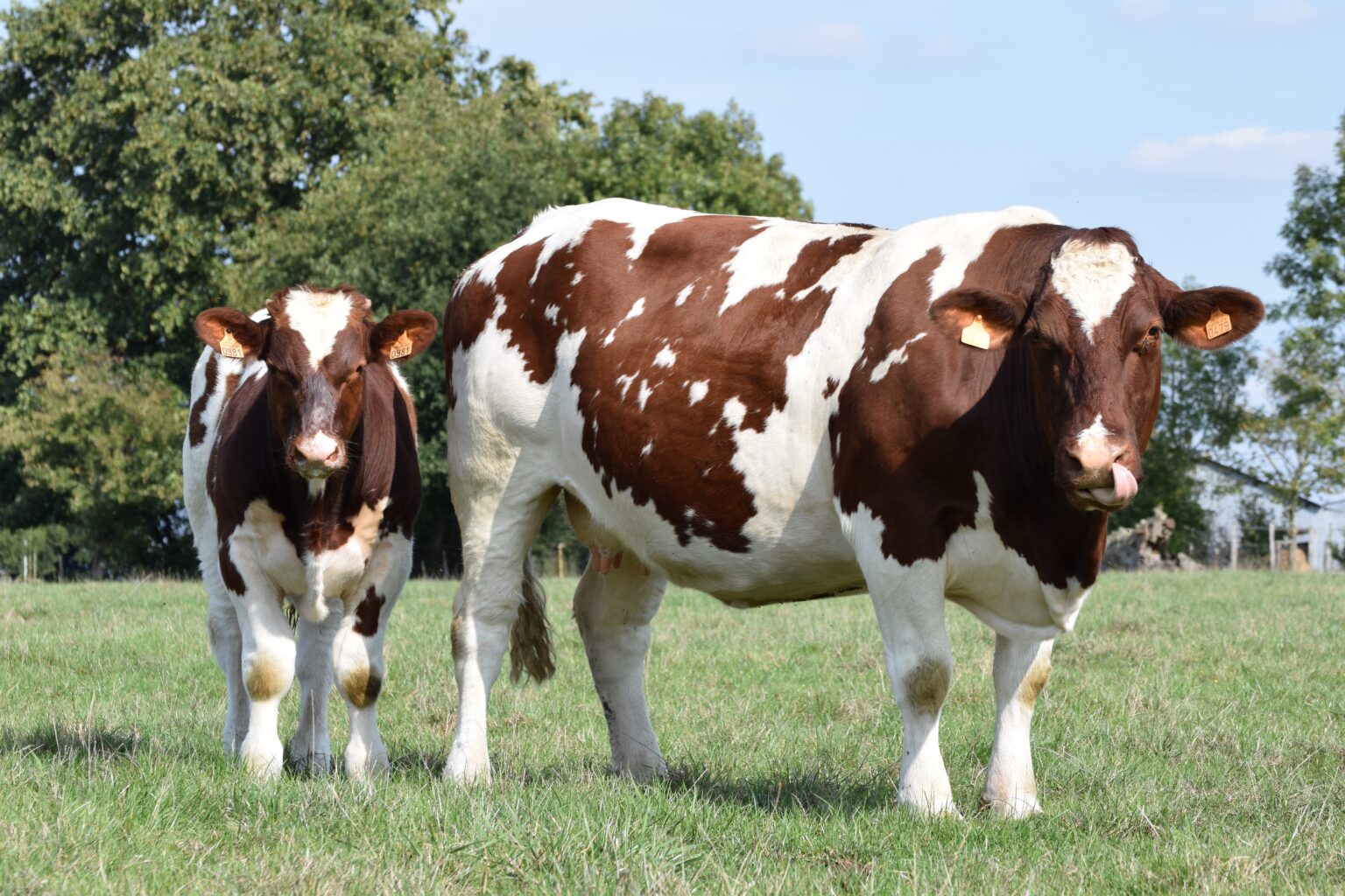 Vache Rouge Israel ROUGE DES PRÉS – RACES DE FRANCE